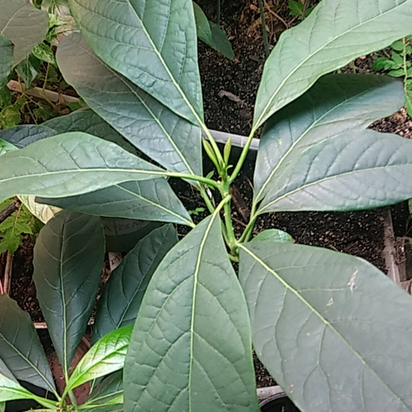 Avocado - Picture 2 of 10